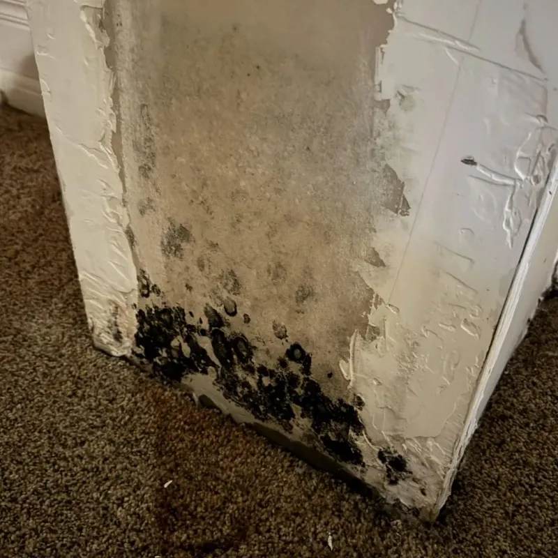 Professional Mold Removal in Mendenhall, MS